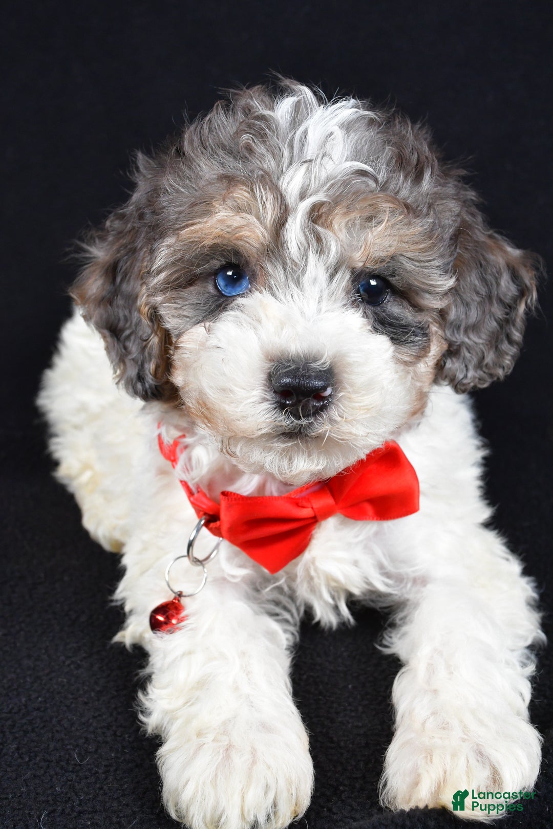 Miniature Poodle dogs for sale: Eden - Ad 7