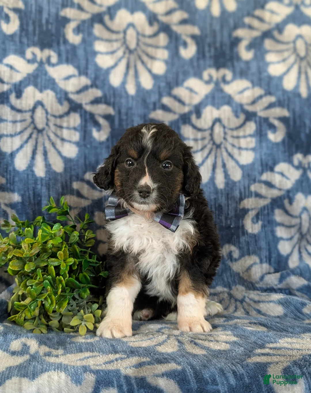 Mini Aussiedoodle dogs for sale: Karl - Ad 2