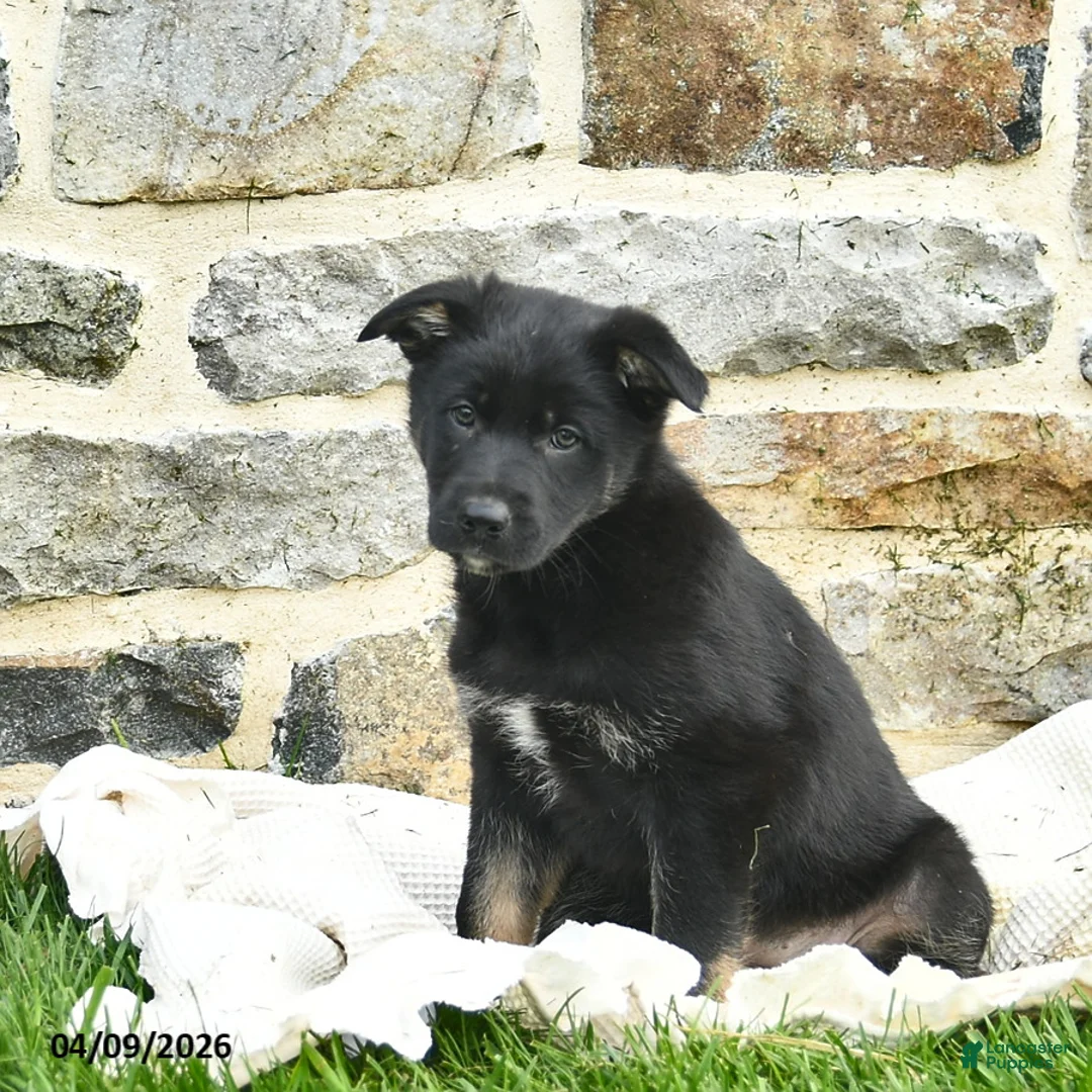 Mixed Breed dogs for sale: Cocoa  - Ad 3