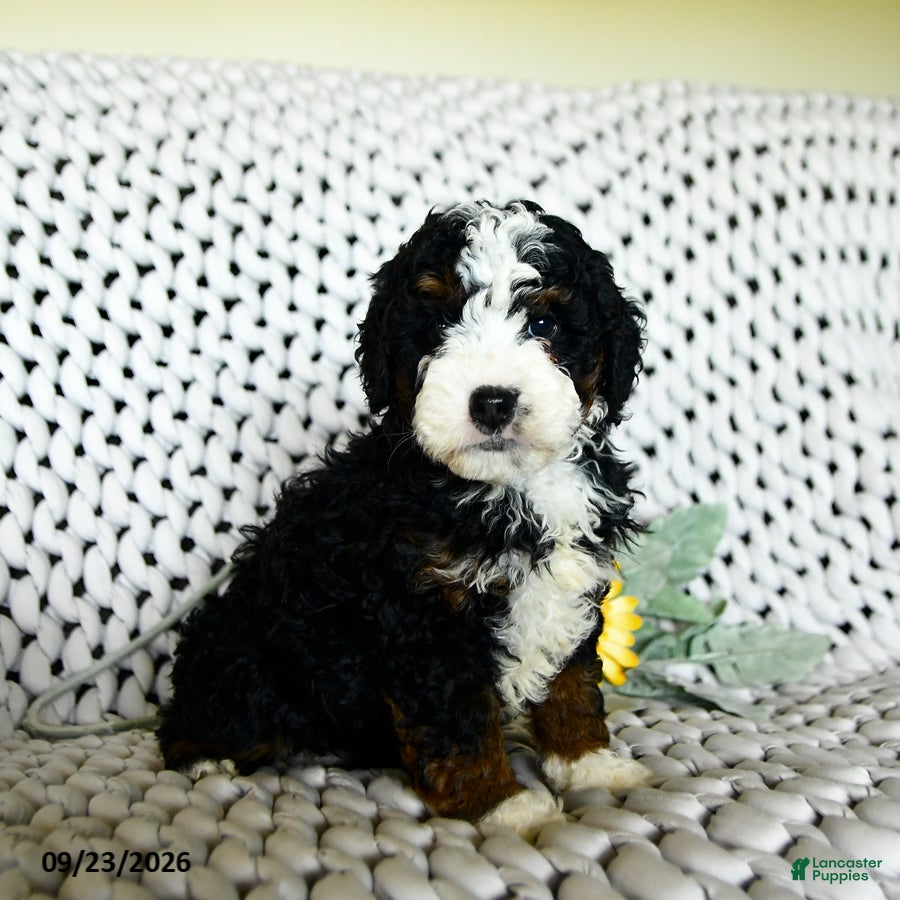 Mini Bernedoodle dogs for sale: Charlotte  - Ad 3