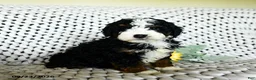 Mini Bernedoodle dogs for sale: Charlotte  - Ad 1
