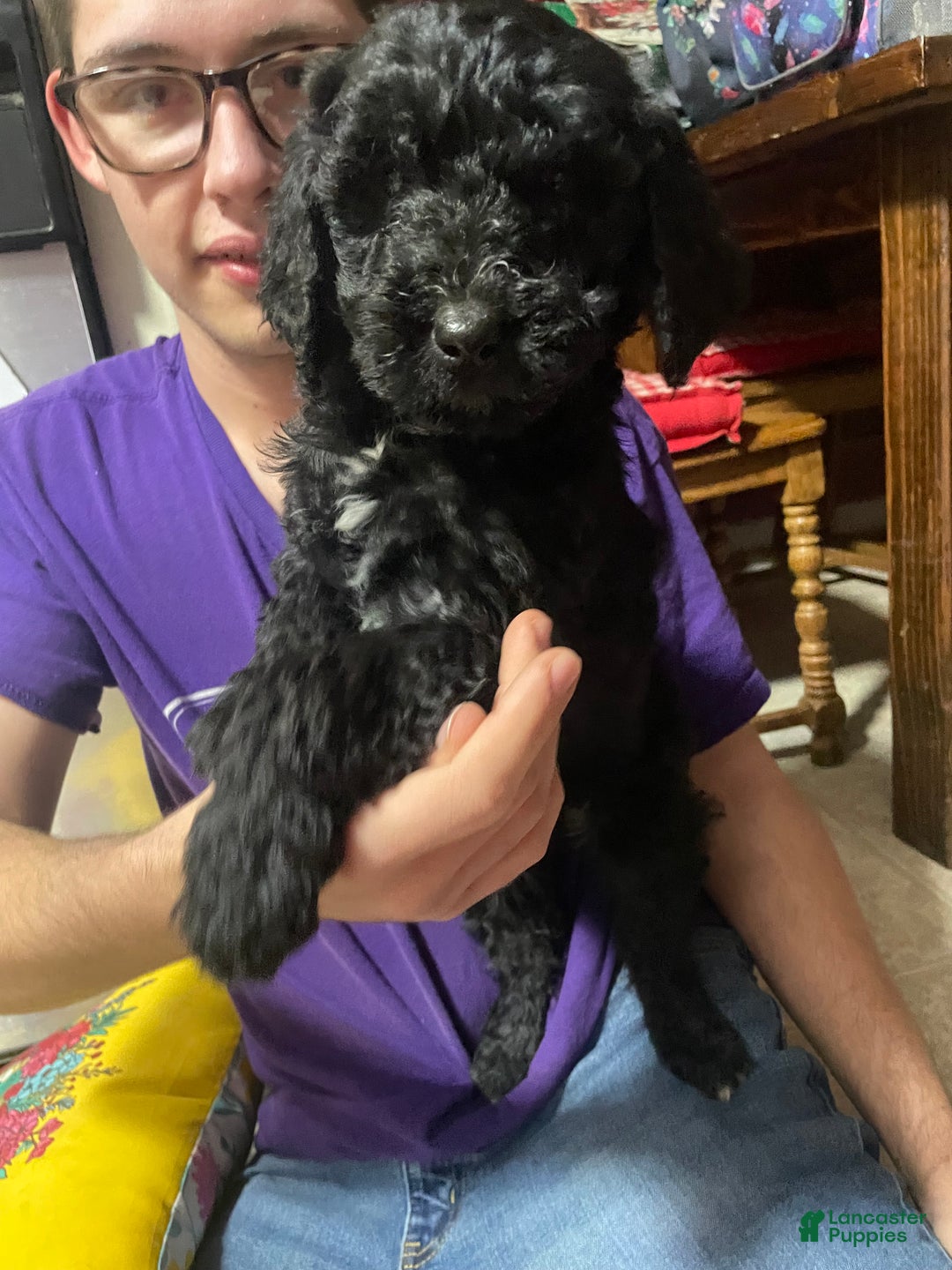 Goldendoodle dogs for sale: Goldendoodle Puppy 5 - Ad 2