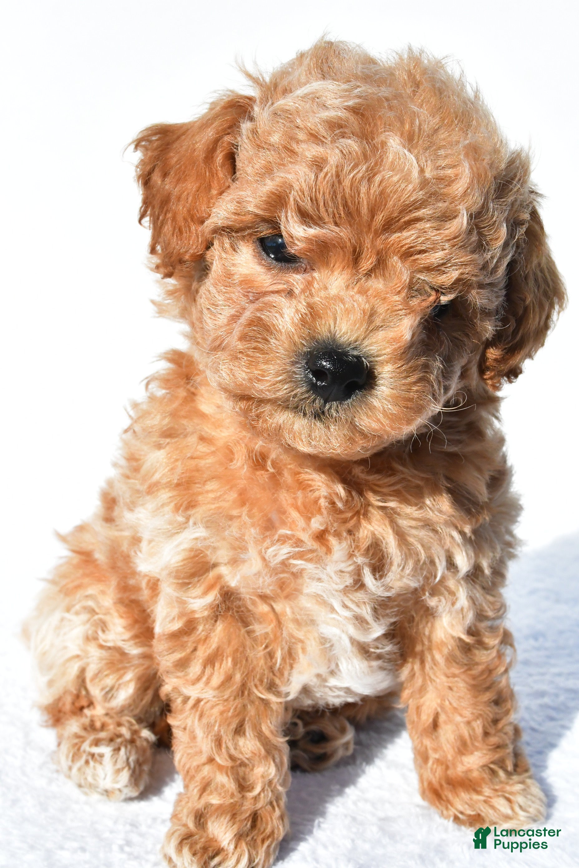 Toy Poodle dogs asher - Ad 1