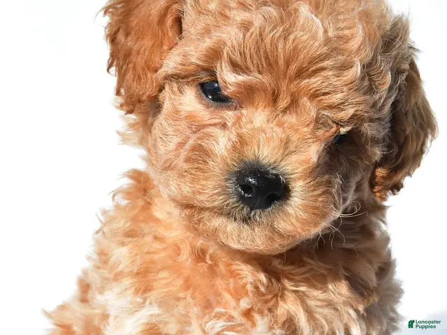 Toy Poodle dogs for sale: asher - Ad 1