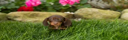 Miniature Dachshund dogs for sale: Ivan  - Ad 7