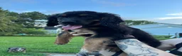 Mixed Breed dogs for sale: Milo - Ad 5