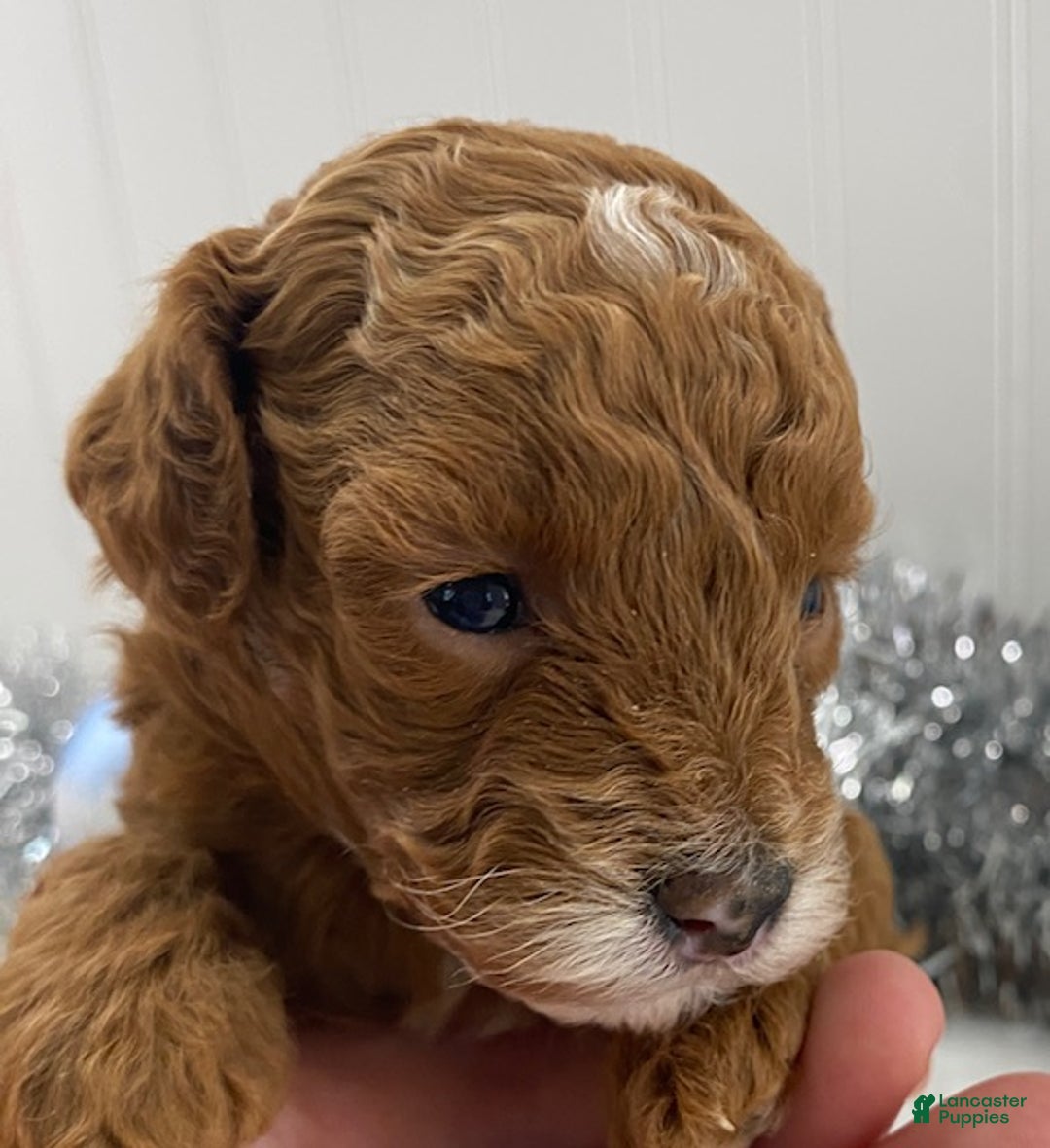 Toy Poodle dogs for sale: Rose - Ad 4