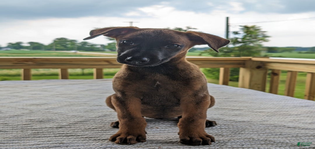 Gallery Image {{count}}