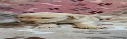 Labrador Retriever dogs for sale: Sammy - Ad 7