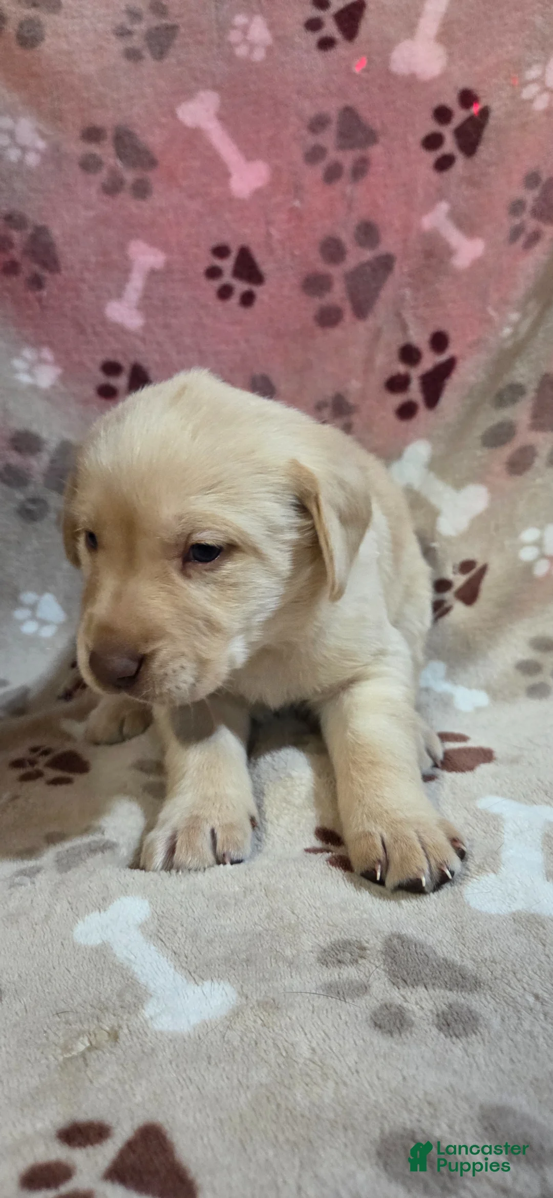 Labrador Retriever dogs for sale: Sammy - Ad 7