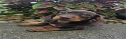 Dachshund dogs for sale: Rock - Ad 4