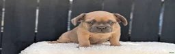 French Bulldog dogs for sale: Yeti - Ad 49