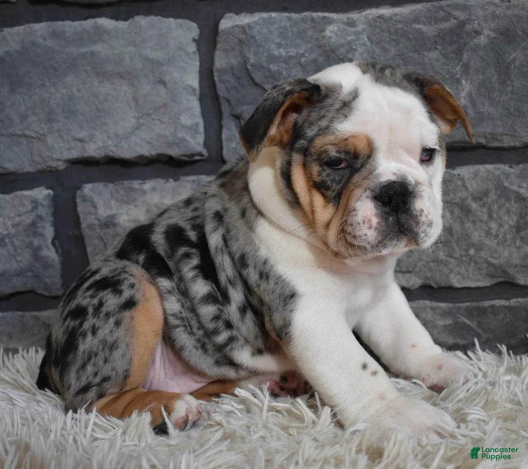 Beabull dogs for sale: Trixie  - Ad 1