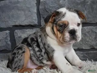 Beabull dogs for sale: Trixie - Ad 1