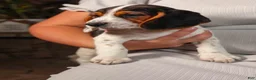 Beagle dogs for sale:  Dustin🐶 - Ad 10