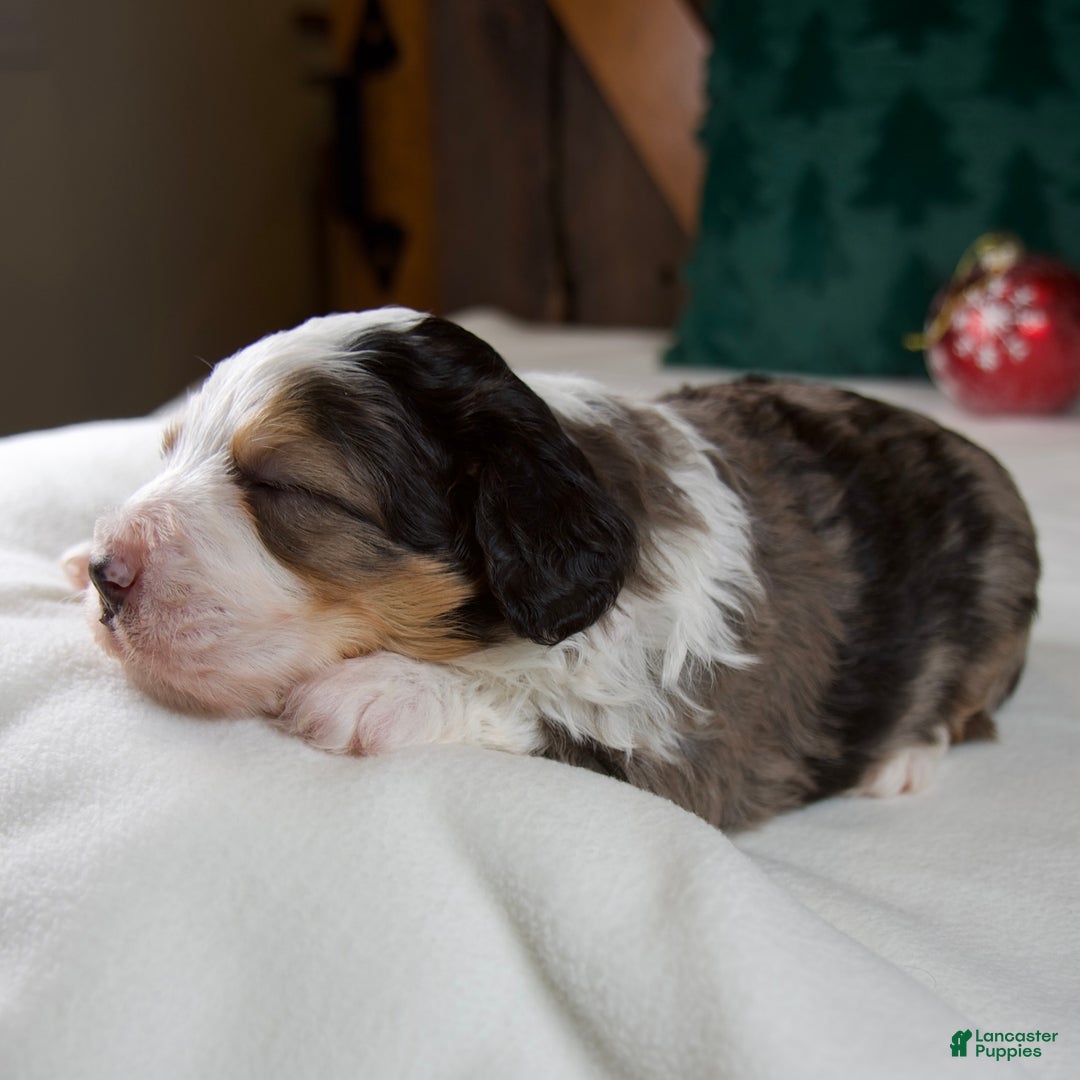 Mini Bernedoodle dogs for sale: Jolly Boy - Ad 3