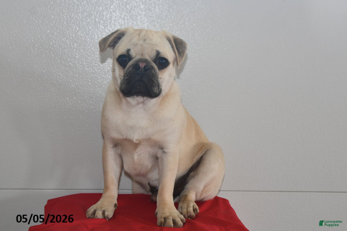Pug dogs Billy - Ad 2