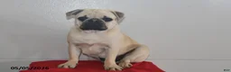 Pug dogs for sale: Billy - Ad 2
