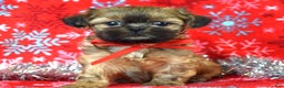 Shih Tzu dogs for sale: Peanut - Ad 2