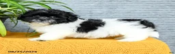 Teddy Bear dogs for sale: Hazel - Ad 4