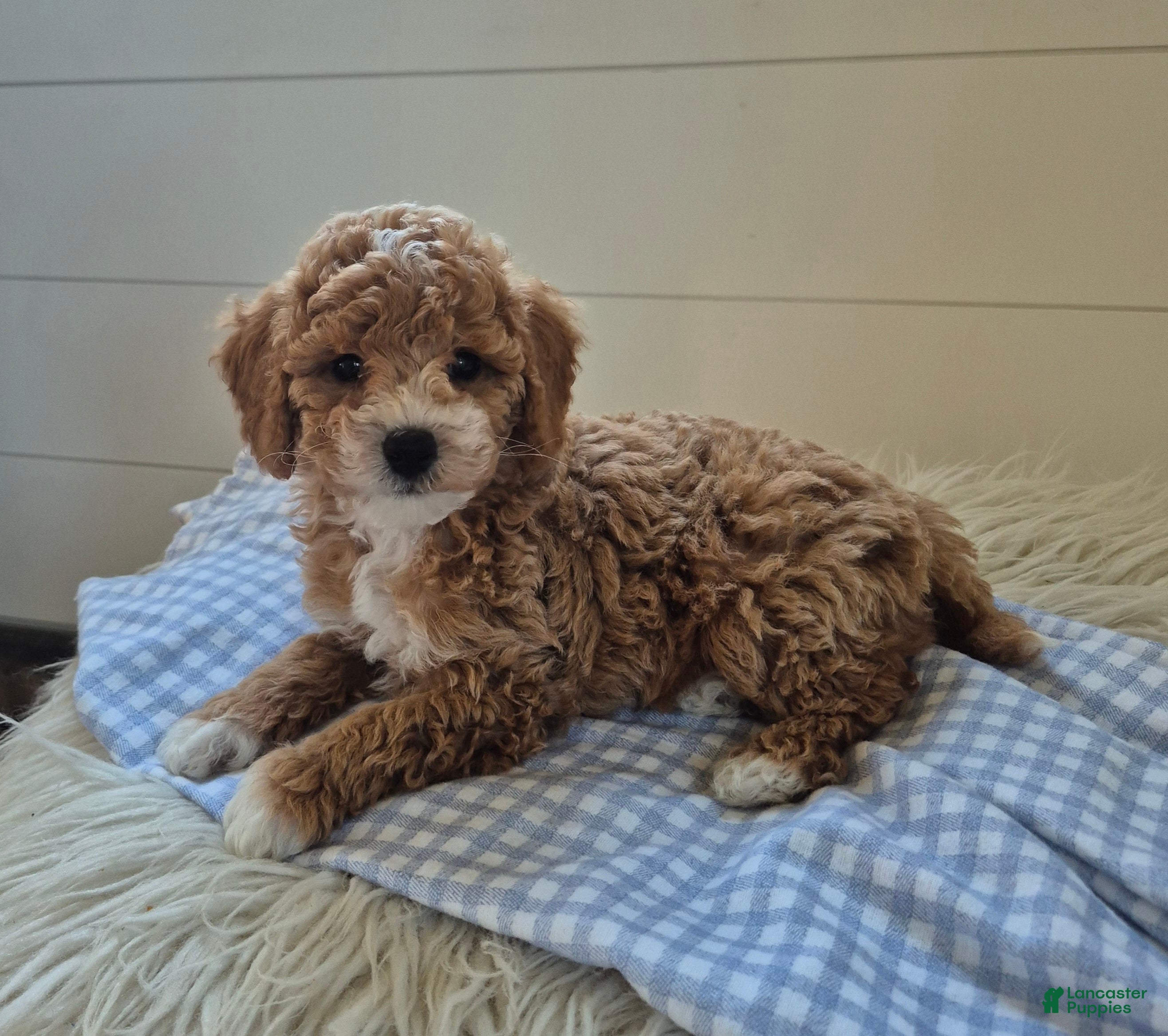 Cockapoo dogs for sale: Leo - Ad 1