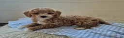 Cockapoo dogs for sale: Leo - Ad 1