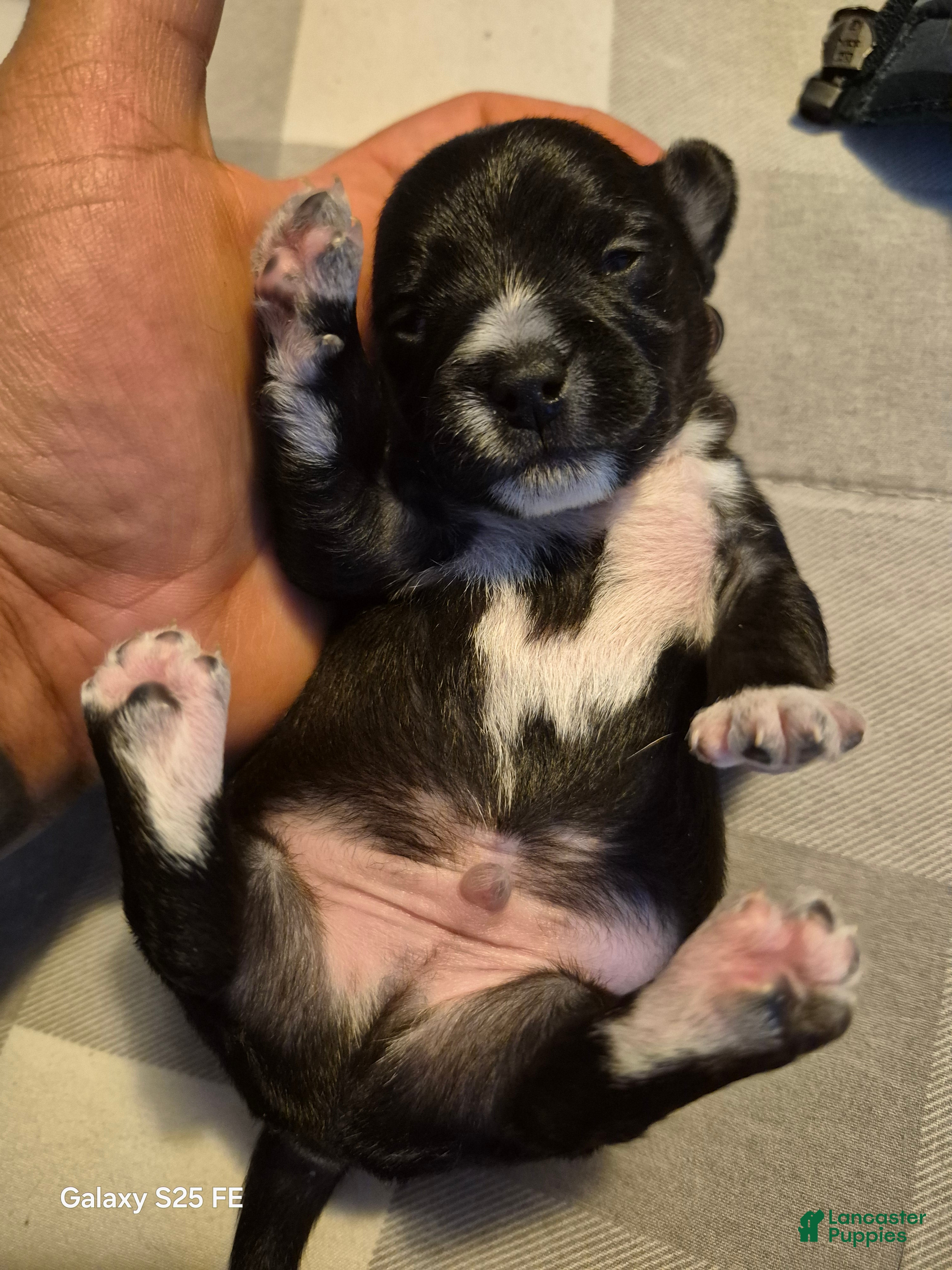 Chipoo dogs Chipoo Puppy 2 - Ad 1