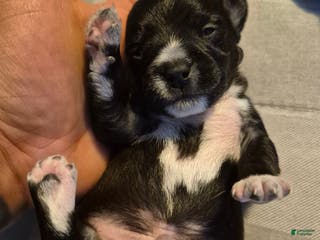 Chipoo dogs Chipoo Puppy 2 - Ad 3