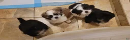 Shih Tzu dogs for sale: Crypto  - Ad 9