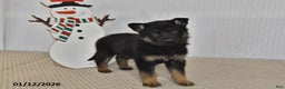 German Shepherd dogs for sale: Skye - Ad 4