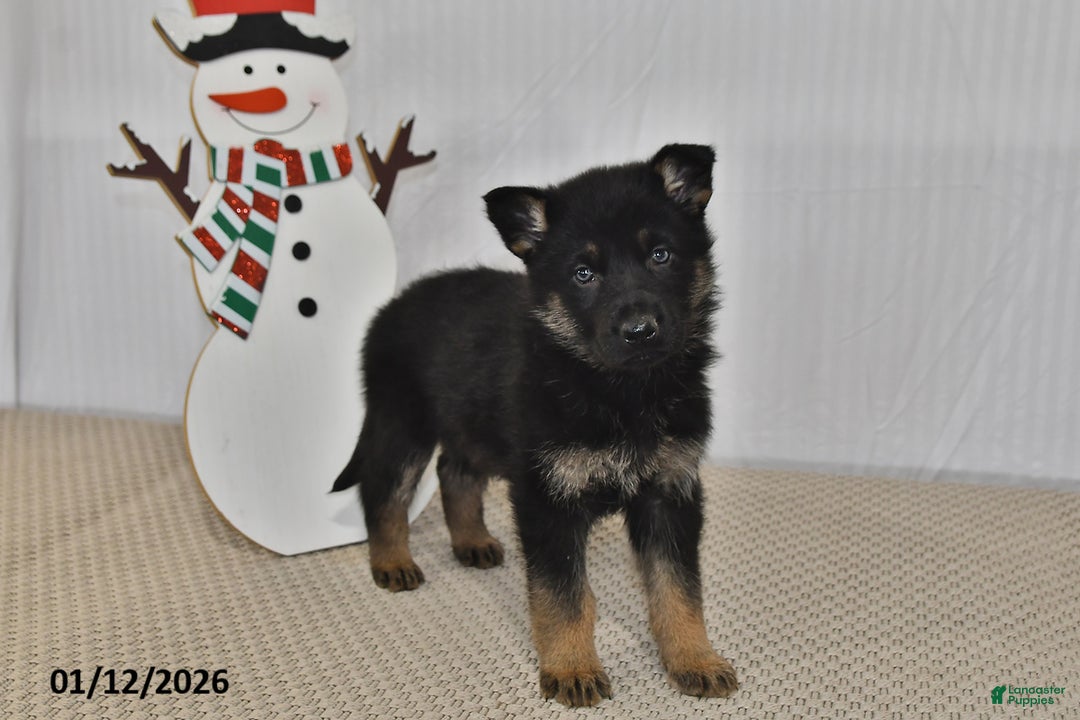 German Shepherd dogs for sale: Skye - Ad 4