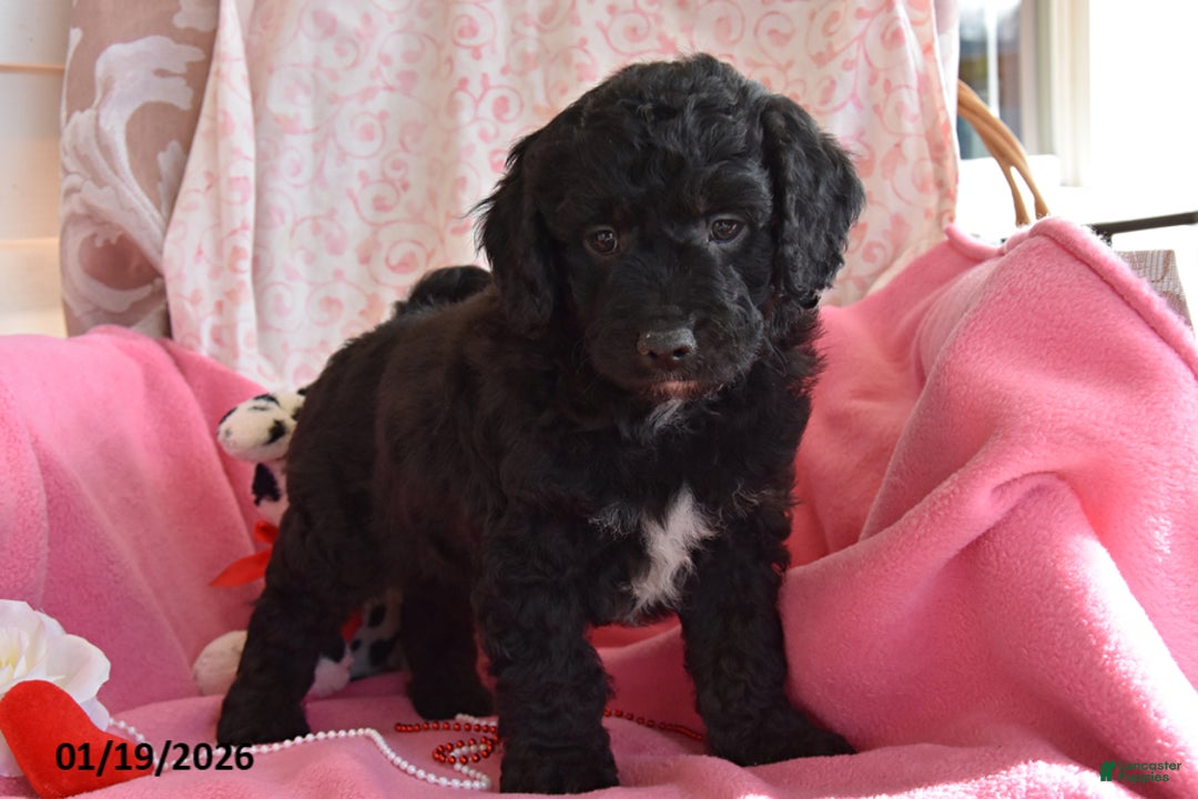 Cockapoo dogs for sale: Ned - Ad 1