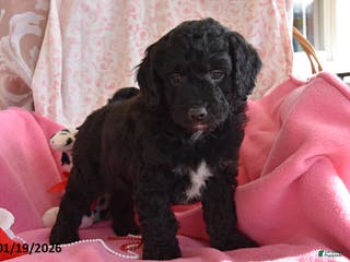 Cockapoo dogs Ned - Ad 39