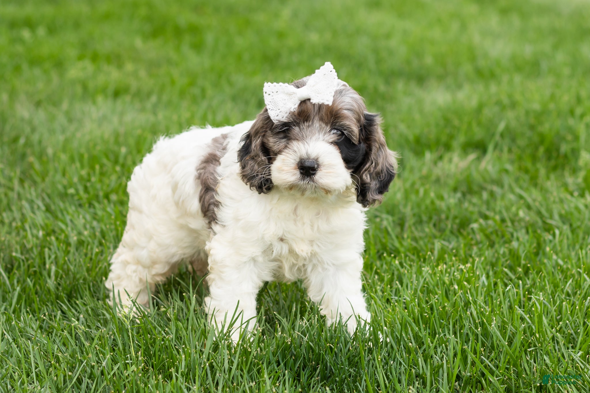 Cockapoo dogs Betty  - Ad 13