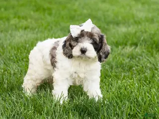 Cockapoo dogs Betty - Ad 13