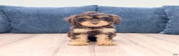 Cavapoo dogs for sale: Sersha - Ad 2