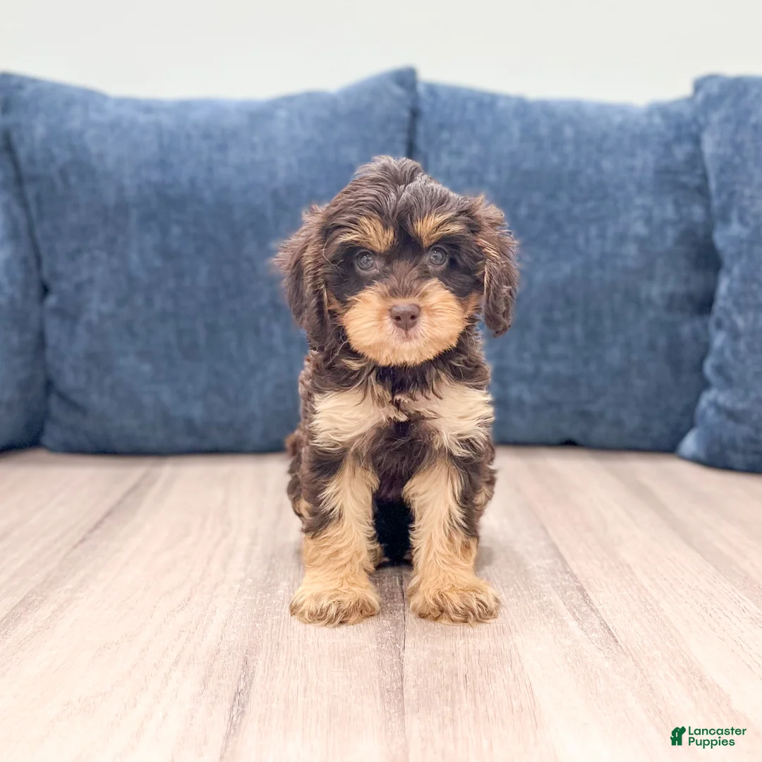 Cavapoo dogs for sale: Sersha - Ad 2