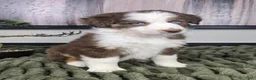 Miniature Australian Shepherd dogs for sale: Sarah - Ad 6