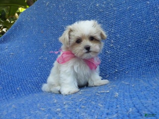 Malshi dogs Daisy - Ad 26