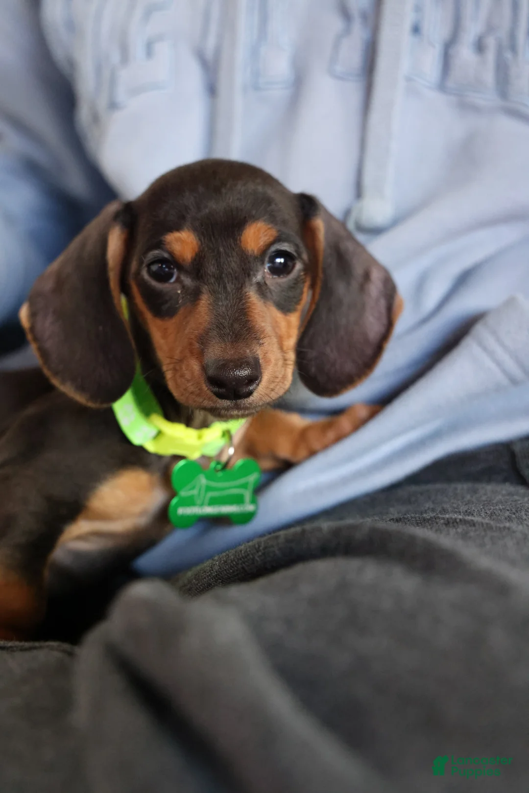 Miniature Dachshund dogs for sale: Miniature Dachshund Puppy 1 - Ad 6