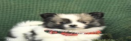 Pomeranian dogs for sale: Darlene - Ad 5