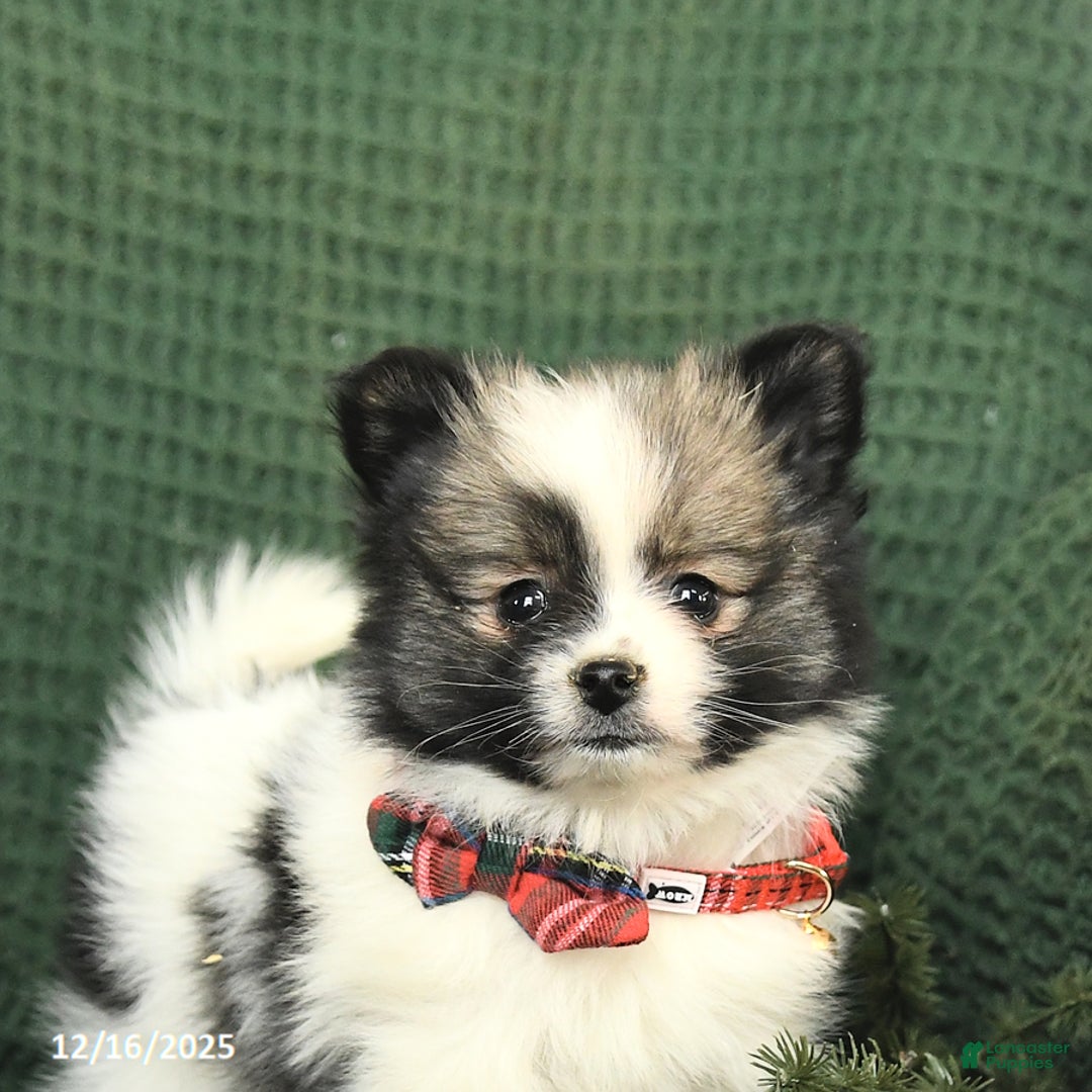 Pomeranian dogs for sale: Darlene - Ad 5