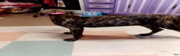 Great Dane dogs for sale: Great Dane 9 - Ad 3