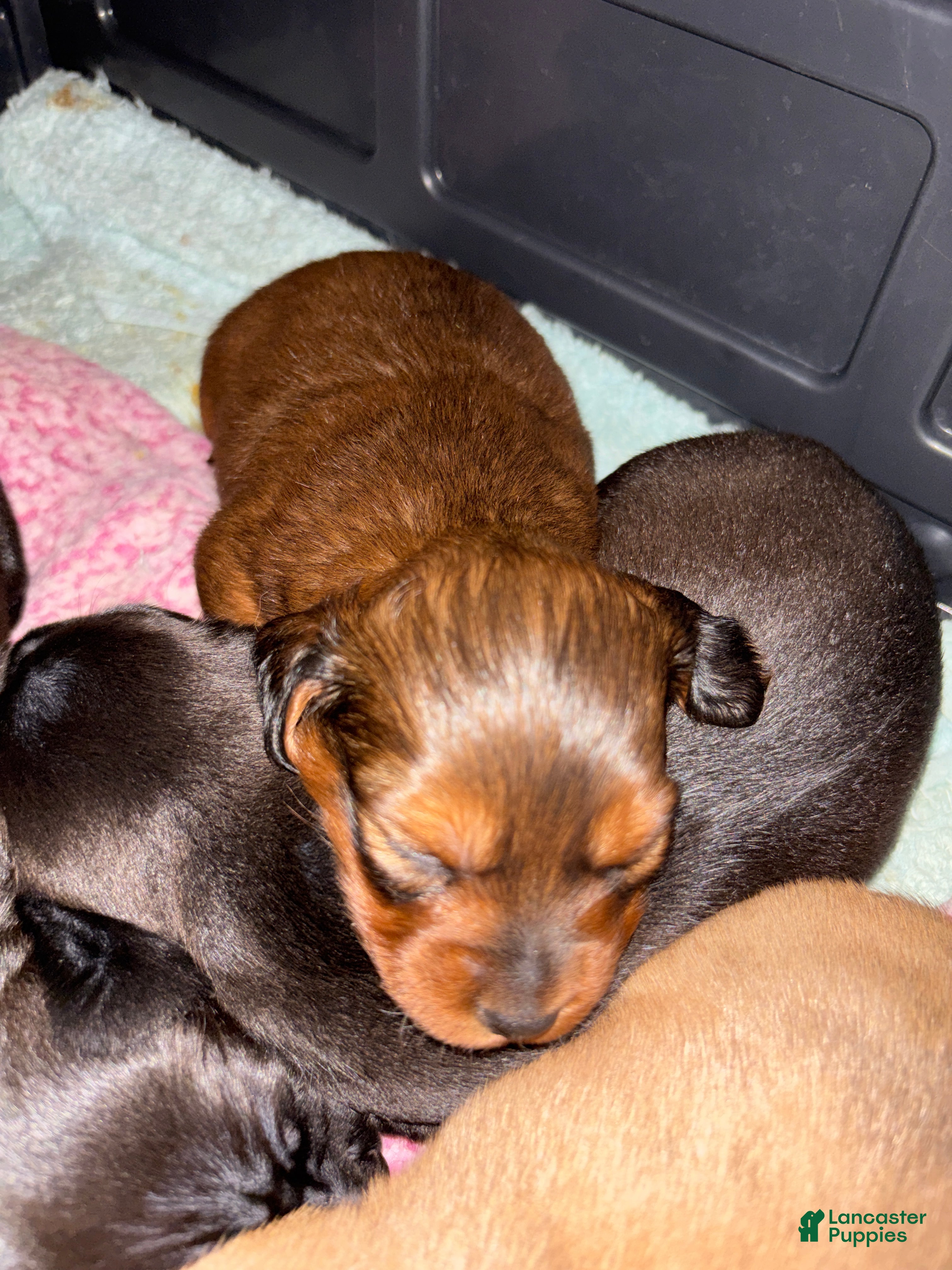 Dachshund dogs Dachshund Puppy 3 - Ad 2