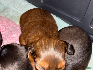 Dachshund dogs Dachshund Puppy 3 - Ad 2