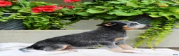 Australian Cattle Dog dogs for sale: Captain - Ad 6