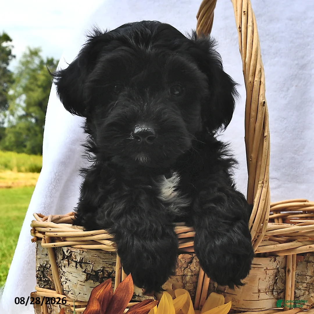 Morkie dogs for sale: Parker - Ad 1