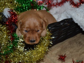 Golden Retriever dogs Penny - Ad 37