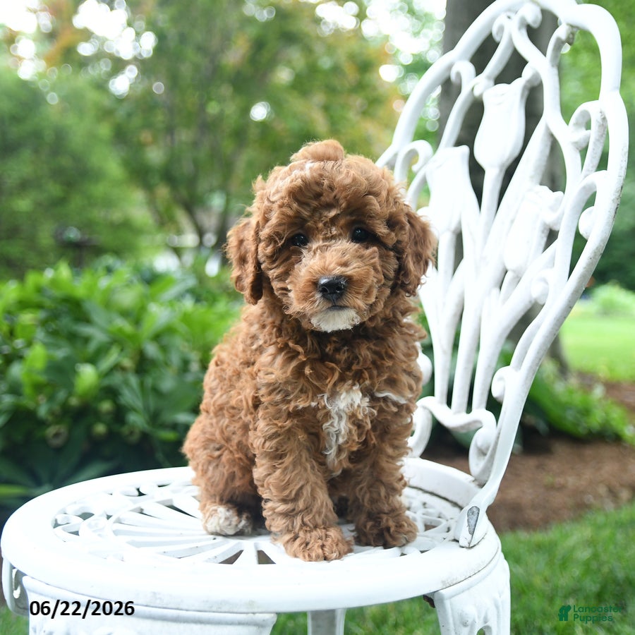 Miniature Poodle dogs Checkers - Ad 1