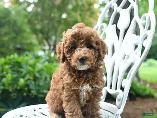 Miniature Poodle dogs for sale: Checkers - Ad 4